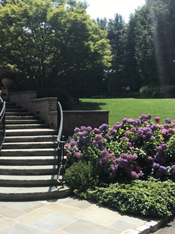 stairs hydrangea